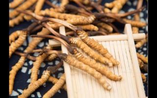五個(gè)特征暴露冬蟲(chóng)夏草質(zhì)量?jī)?yōu)劣！