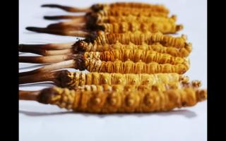 冬蟲夏草里為何會有斷草、牙簽草、癟草之類的！