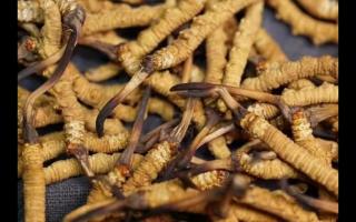 冬蟲夏草的產(chǎn)量為何一年不如一年呢？