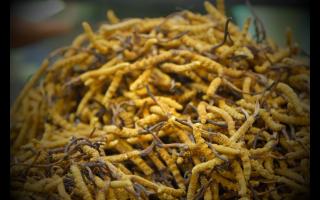 常見的幾種不合格冬蟲夏草，要學(xué)會(huì)分辨！