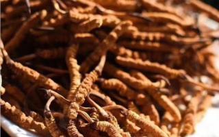 哪些地區(qū)有生長蟲草，冬蟲夏草產(chǎn)地哪里的好？