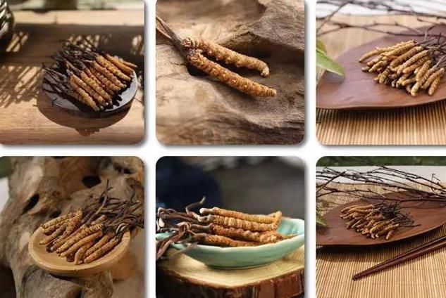 冬蟲夏草和白蟲草有什么區(qū)別？