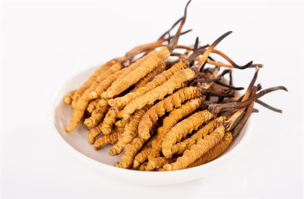 冬蟲夏草和夾脊魚搭配怎么吃？