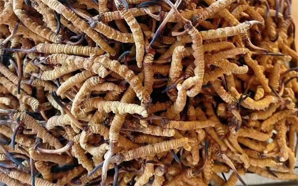 冬蟲夏草可以和番石榴一起吃嗎？