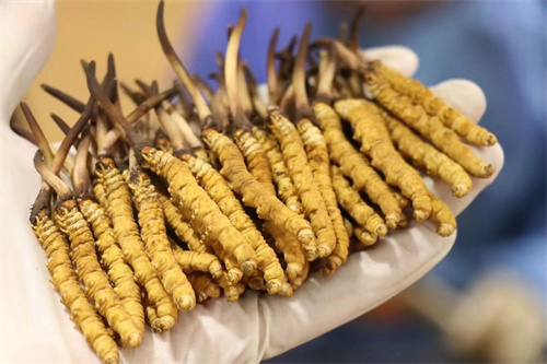 特級冬蟲夏草好在哪？特級冬蟲夏草的4個有點