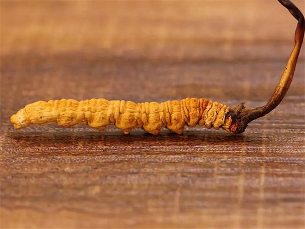 冬蟲夏草草頭越長品質(zhì)越好嗎？草頭越長冬蟲夏草品質(zhì)越好