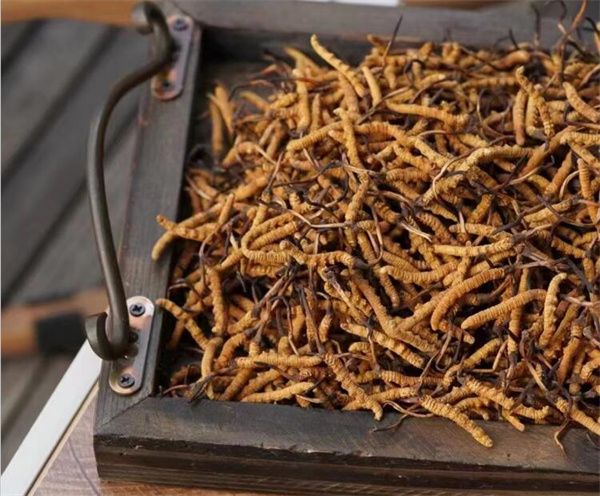 野生冬蟲夏草怎么買？購(gòu)買野生冬蟲夏草注意事項(xiàng)