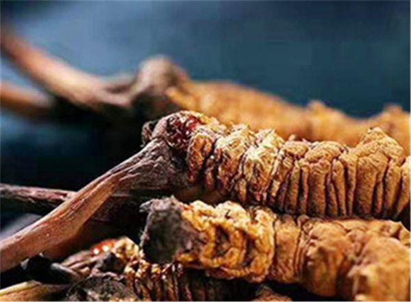 男人吃冬蟲(chóng)夏草有什么好處？男人吃蟲(chóng)草的6個(gè)好處
