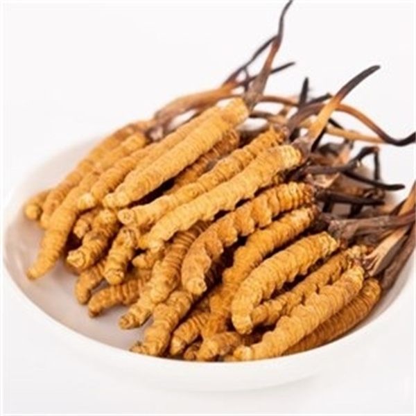 冬蟲夏草能和西洋參一起吃嗎？