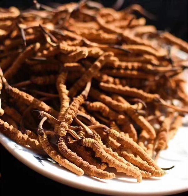 冬蟲夏草和什么一起吃效果好？冬蟲夏草的4種搭配食材