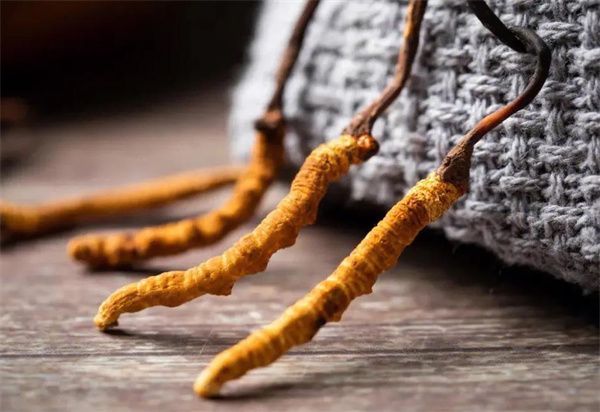 冬蟲夏草什么價格？冬蟲夏草2024價格表