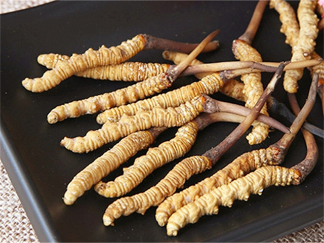 真的冬蟲夏草什么價格？影響冬蟲夏草價格波動的3個關(guān)鍵因素