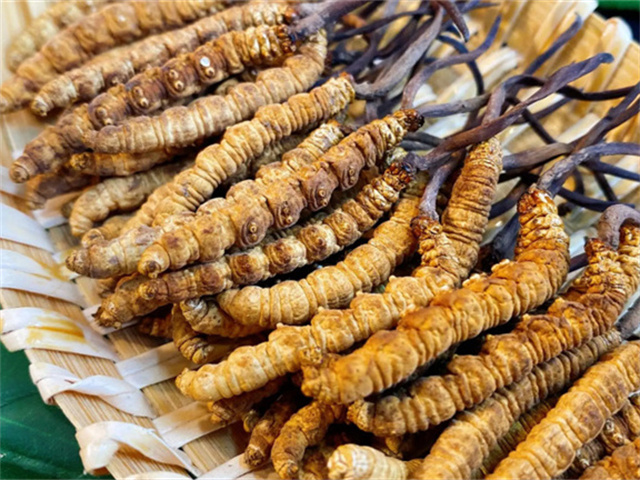 天然冬蟲夏草是怎么形成的？天然冬蟲夏草的形成過程