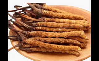 冬蟲夏草和蛹蟲草有哪些地方不一樣？冬蟲夏草和蛹蟲草6個方面的區(qū)別