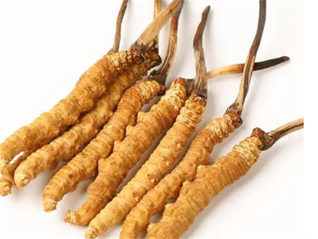 男人適合食用冬蟲夏草嗎？冬蟲夏草的藥用價值