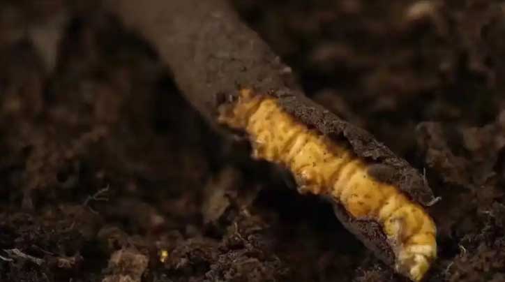 冬蟲夏草：高原之靈，健康之謎