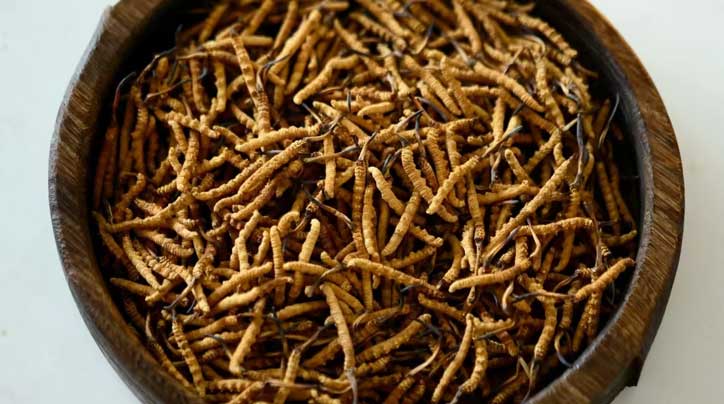 冬蟲(chóng)夏草_蟲(chóng)草價(jià)格-蟲(chóng)草產(chǎn)地直銷網(wǎng)【西藏那曲冬蟲(chóng)夏草】