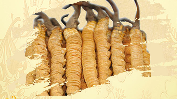 那曲蟲草買回家如何保存？這些小技巧要知道！