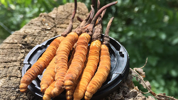 如何辨別優(yōu)質(zhì)那曲蟲(chóng)草？掌握這幾招，輕松避開(kāi)陷阱！