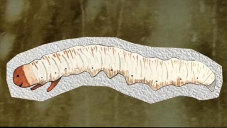 那曲蟲草哪些人最適合吃？