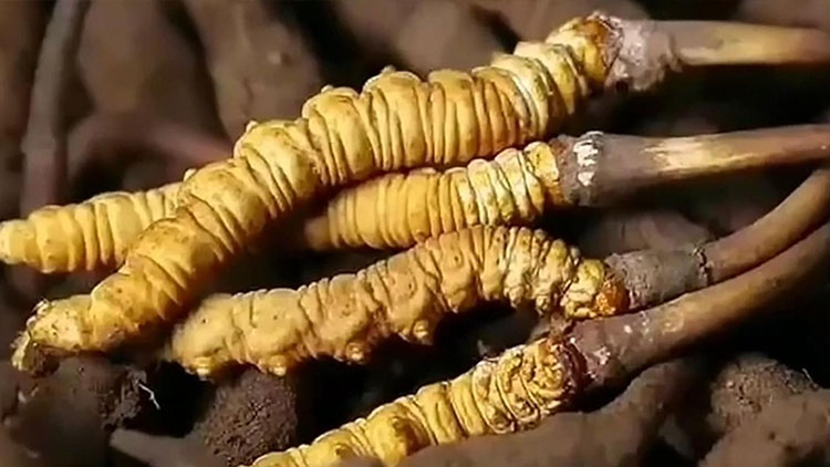  那曲蟲(chóng)草市場(chǎng)亂象揭秘：如何避免買到假貨？