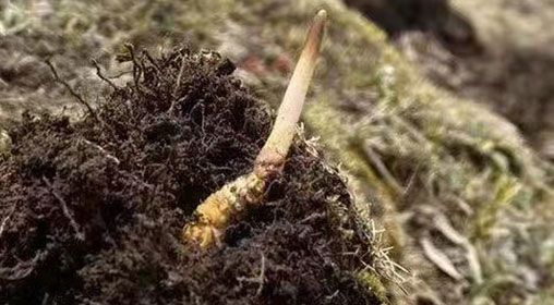  <a href=http://www.zhylvs.com/xinxian/ target=_blank class=infotextkey>鮮冬蟲(chóng)夏草</a>的多樣食用方法