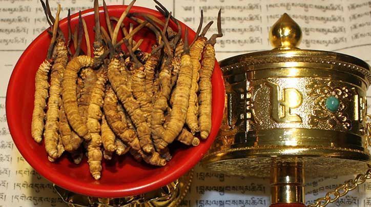 <a href=http://www.zhylvs.com/ target=_blank class=infotextkey>那曲<a href=http://www.zhylvs.com/ target=_blank class=infotextkey>冬蟲夏草</a></a>的有哪些藥用價(jià)值