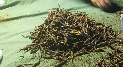 <a href=http://www.zhylvs.com/xinxian/ target=_blank class=infotextkey>鮮冬蟲夏草</a>的正確食用方法指南