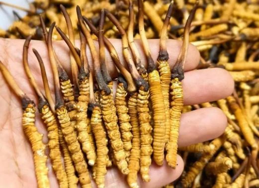 <a href=http://www.zhylvs.com/sdph/zcw/ target=_blank class=infotextkey>珍草王冬蟲夏草</a>是真的嗎？