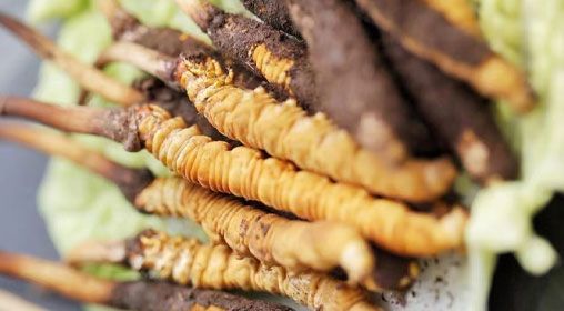 <a href=http://www.zhylvs.com/xinxian/ target=_blank class=infotextkey>鮮冬蟲(chóng)夏草</a>功效與食用方法詳解