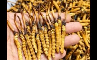 珍草王冬蟲夏草是真的嗎？揭秘珍稀藥材的真相