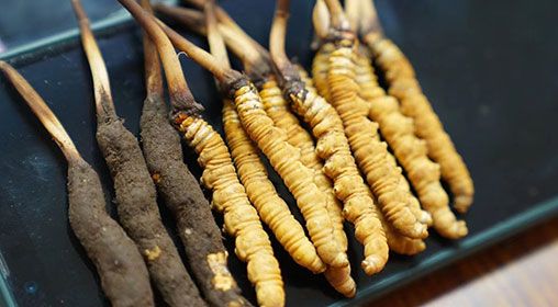 新鮮<a href=http://www.zhylvs.com/jiage/ target=_blank class=infotextkey>冬蟲夏草價(jià)格</a>查詢