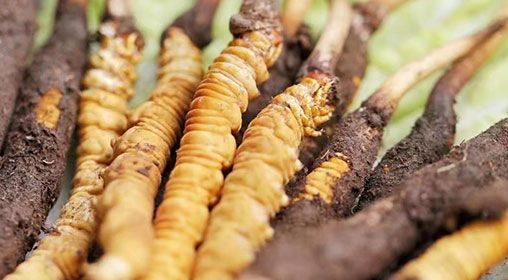 <a href=http://www.zhylvs.com/xinxian/ target=_blank class=infotextkey>新<a href=http://www.zhylvs.com/xinxian/ target=_blank class=infotextkey>鮮冬蟲夏草</a></a>怎么洗 