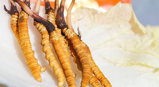 <a href=http://www.zhylvs.com/xinxian/ target=_blank class=infotextkey>新<a href=http://www.zhylvs.com/xinxian/ target=_blank class=infotextkey>鮮冬蟲夏草價(jià)格</a></a>  