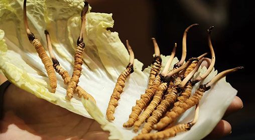  冬蟲(chóng)夏草新鮮辨別