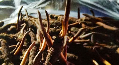 <a href=http://www.zhylvs.com/xinxian/ target=_blank class=infotextkey>新<a href=http://www.zhylvs.com/xinxian/ target=_blank class=infotextkey>鮮冬蟲夏草</a></a>營養(yǎng)有哪些呢