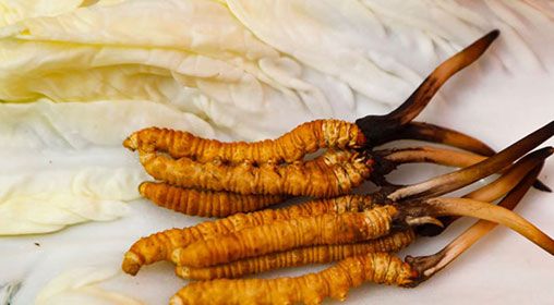 那曲雪域<a href=http://www.zhylvs.com/xinxian/ target=_blank class=infotextkey>新<a href=http://www.zhylvs.com/xinxian/ target=_blank class=infotextkey>鮮冬蟲夏草</a></a>