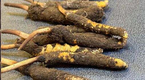新鮮冬蟲夏草壞了：原因、識別與應(yīng)對策略