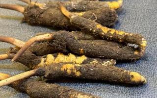 新鮮冬蟲夏草壞了：原因、識別與應(yīng)對策略