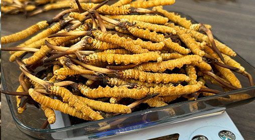 <a href=http://www.zhylvs.com/s/brxcc target=_blank class=infotextkey>比如縣冬蟲夏草</a>新鮮度