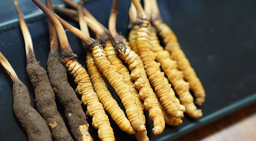 魚翅與<a href=http://www.zhylvs.com/xinxian/ target=_blank class=infotextkey>新<a href=http://www.zhylvs.com/xinxian/ target=_blank class=infotextkey>鮮冬蟲夏草</a></a>