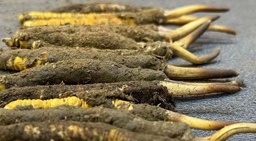 那曲<a href=http://www.zhylvs.com/xinxian/ target=_blank class=infotextkey>新<a href=http://www.zhylvs.com/xinxian/ target=_blank class=infotextkey>鮮冬蟲(chóng)夏草</a></a>采摘