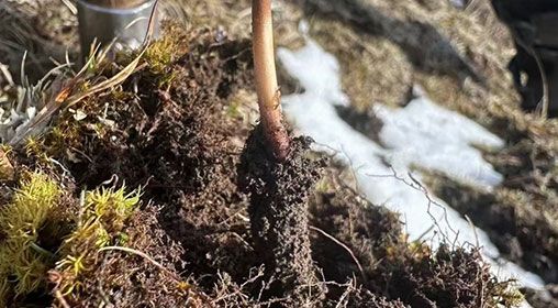 <a href=http://www.zhylvs.com/xinxian/ target=_blank class=infotextkey>新<a href=http://www.zhylvs.com/xinxian/ target=_blank class=infotextkey>鮮冬蟲夏草</a></a>存放