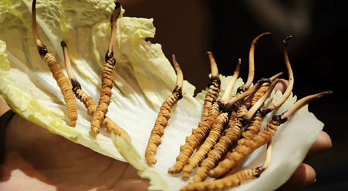 冷藏新鮮冬蟲(chóng)夏草