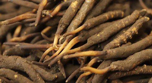 <a href=http://www.zhylvs.com/xinxian/ target=_blank class=infotextkey>新<a href=http://www.zhylvs.com/xinxian/ target=_blank class=infotextkey>鮮冬蟲夏草</a></a>品質(zhì)