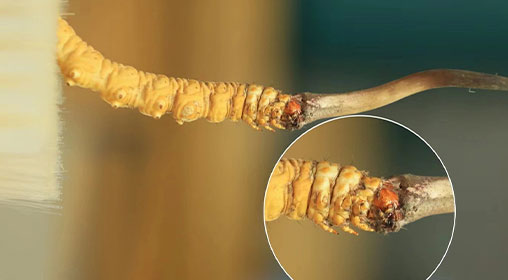 仙草新鮮冬蟲(chóng)夏草