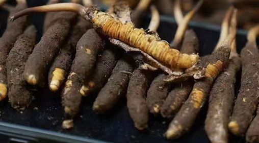 <a href=http://www.zhylvs.com/xinxian/ target=_blank class=infotextkey>新<a href=http://www.zhylvs.com/xinxian/ target=_blank class=infotextkey>鮮冬蟲夏草</a></a>發(fā)貨 