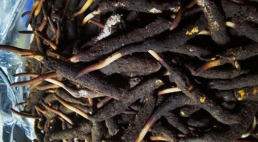 <a href=http://www.zhylvs.com/xinxian/ target=_blank class=infotextkey>新<a href=http://www.zhylvs.com/xinxian/ target=_blank class=infotextkey>鮮冬蟲夏草</a></a>產(chǎn)地