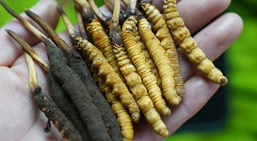 <a href=http://www.zhylvs.com/xinxian/ target=_blank class=infotextkey>新<a href=http://www.zhylvs.com/xinxian/ target=_blank class=infotextkey>鮮冬蟲夏草</a></a>服用