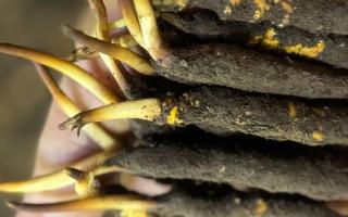 新鮮冬蟲(chóng)夏草晾曬